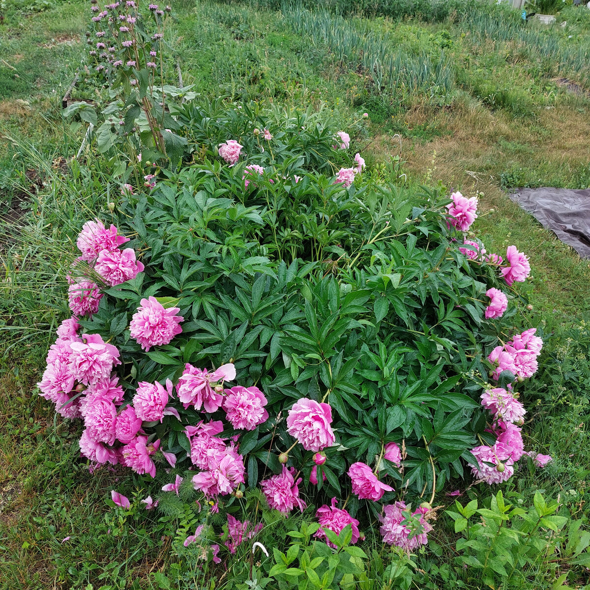 Даже опору к нему так и не сделали нормальную в этом году. Но все равно пион РАЗЛЕГСЯ на траве и было очень красиво.