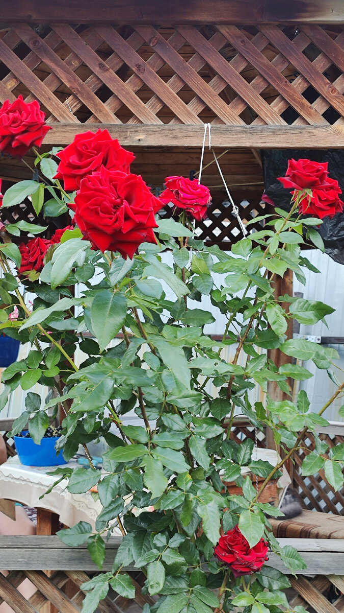 Плетистая роза 🌹