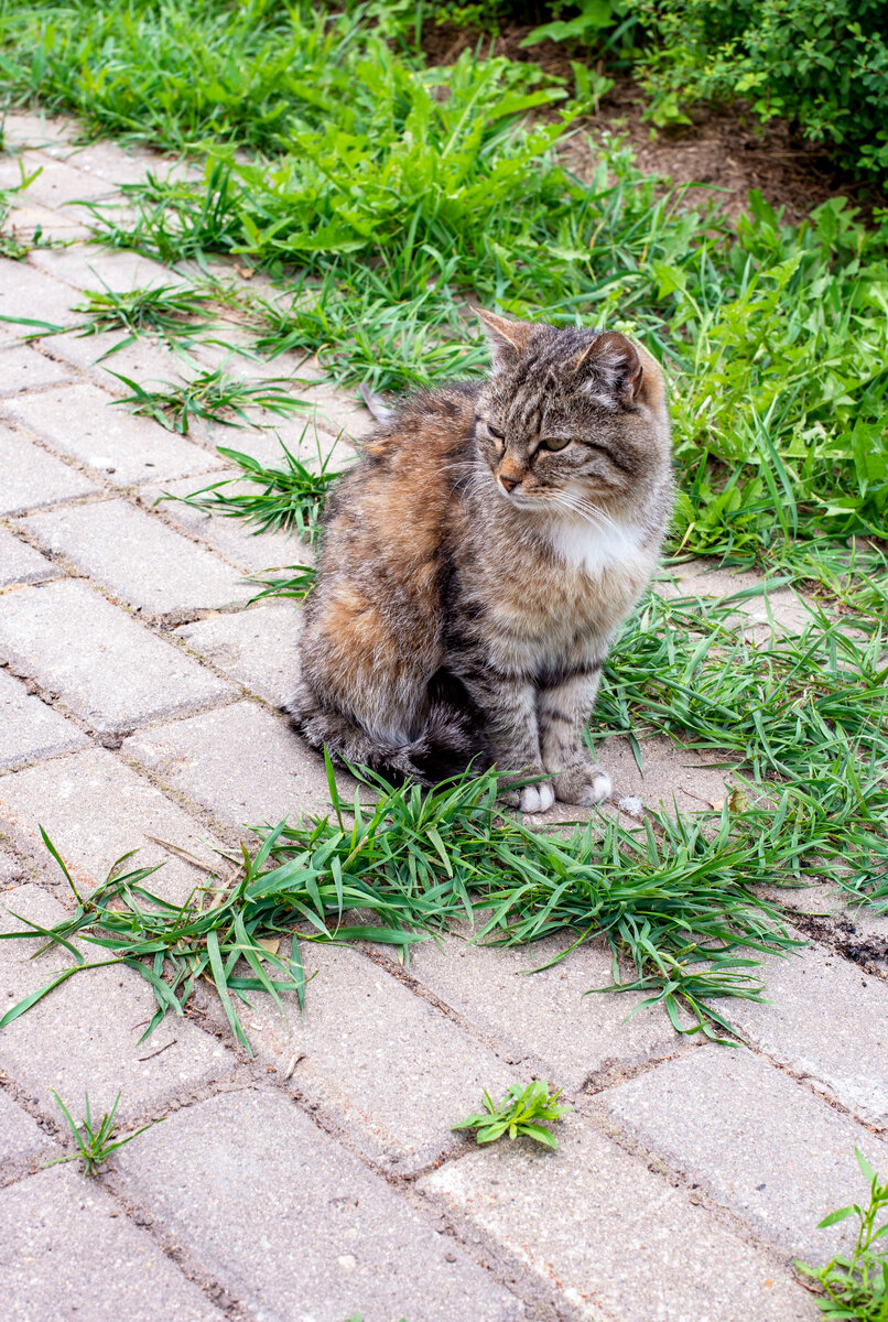 Монастырские кошки