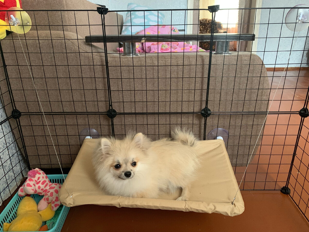 Моя собака лежит в подвесной кровати ( фото взято из личного архива ) 