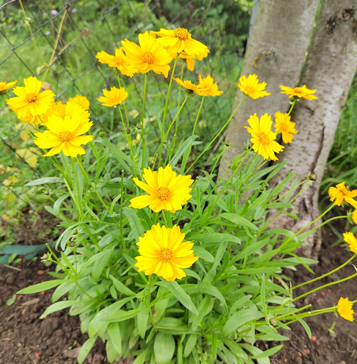 Кореопсис ланцетовидный. Фото автора