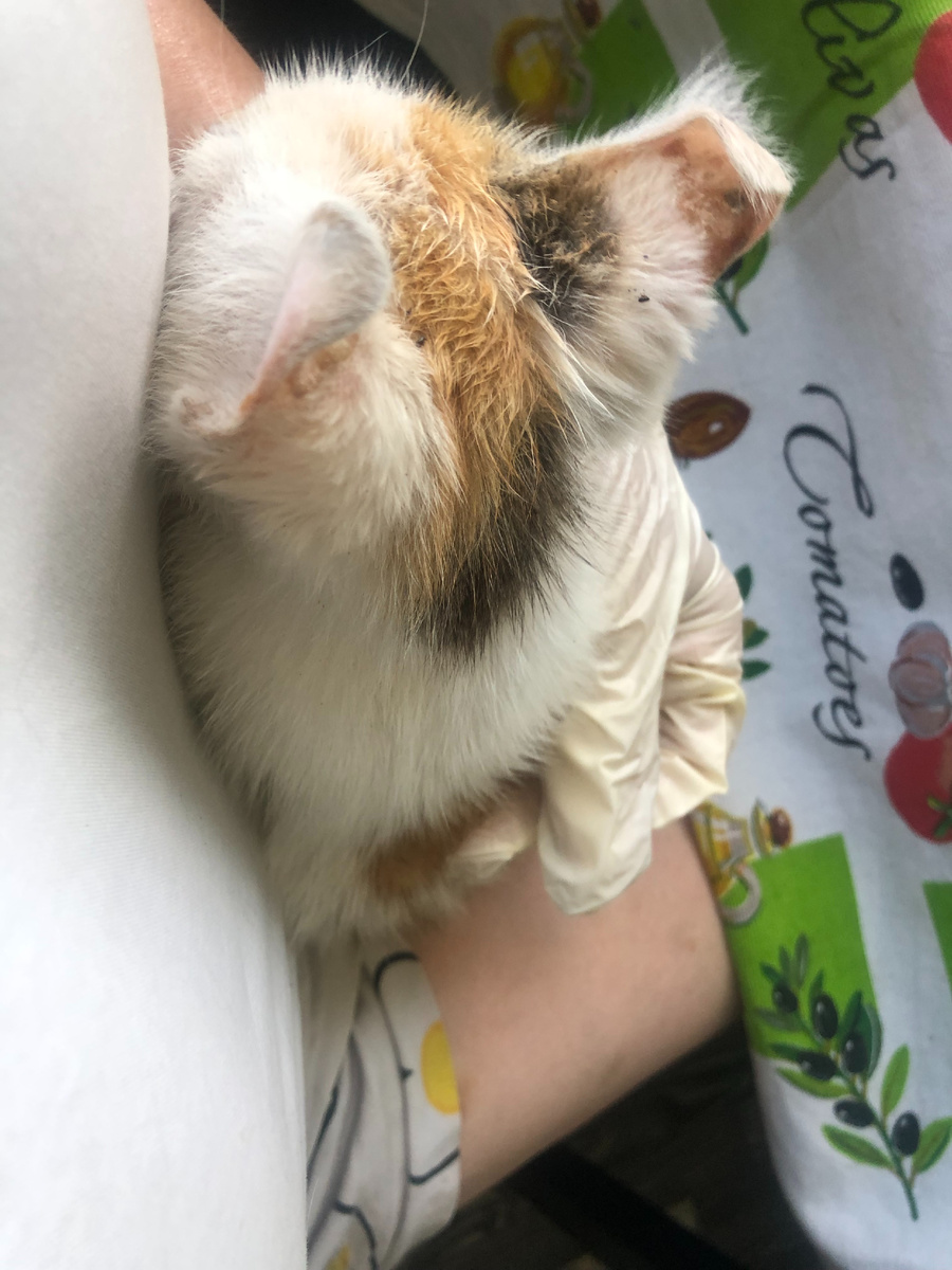 Вот они, эти многострадальные уши