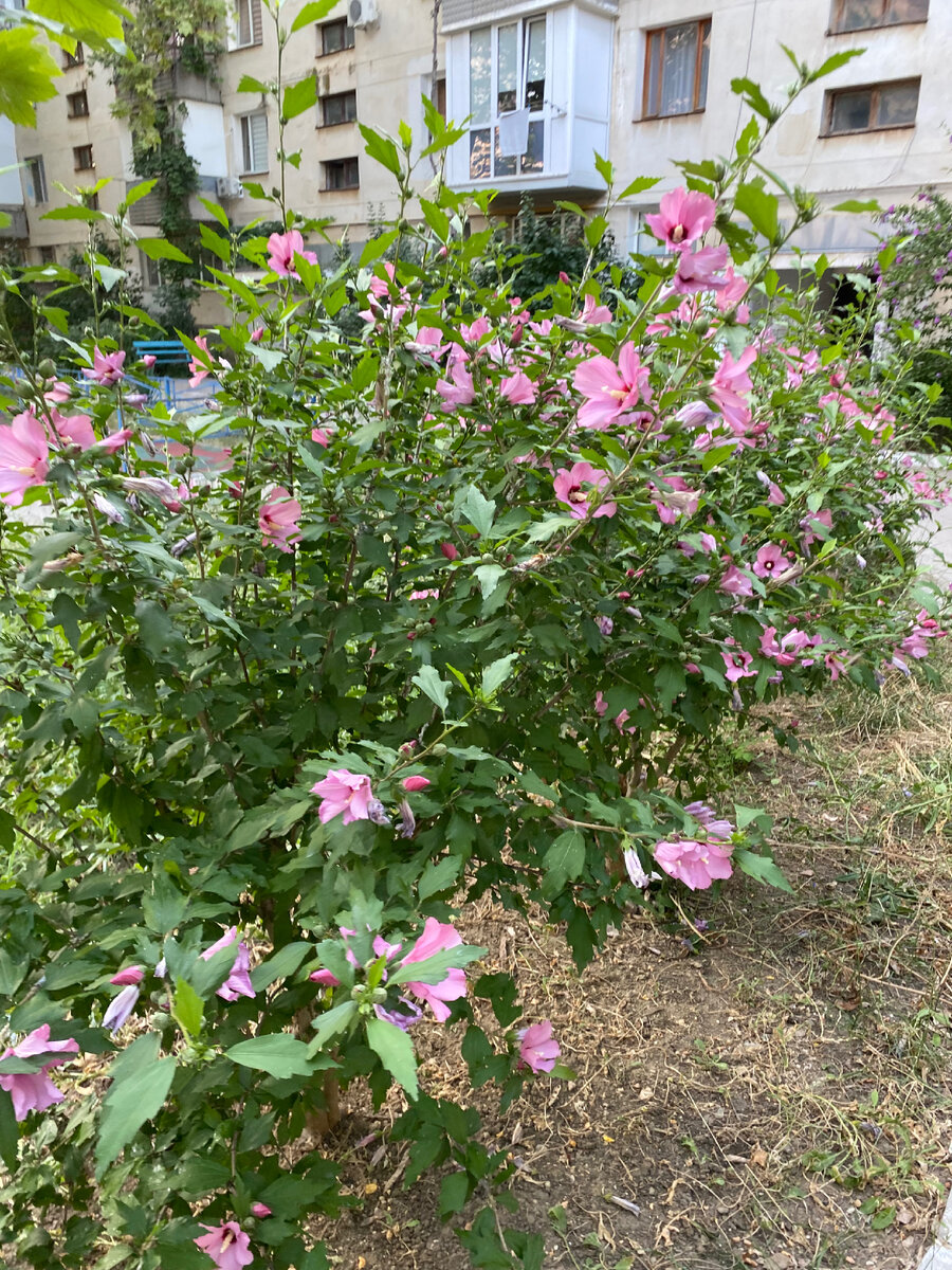 Гибискус во дворе