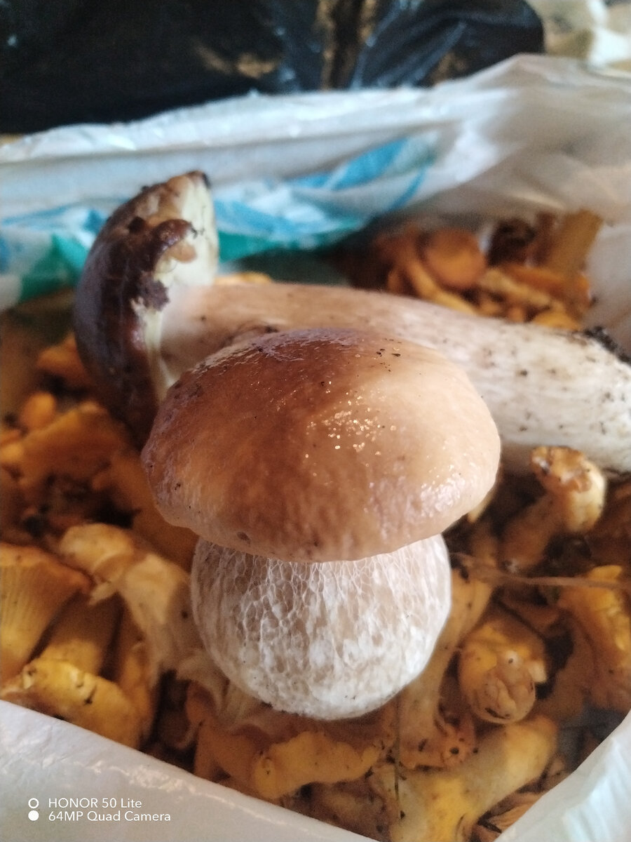 Такой крепыш, чистенький