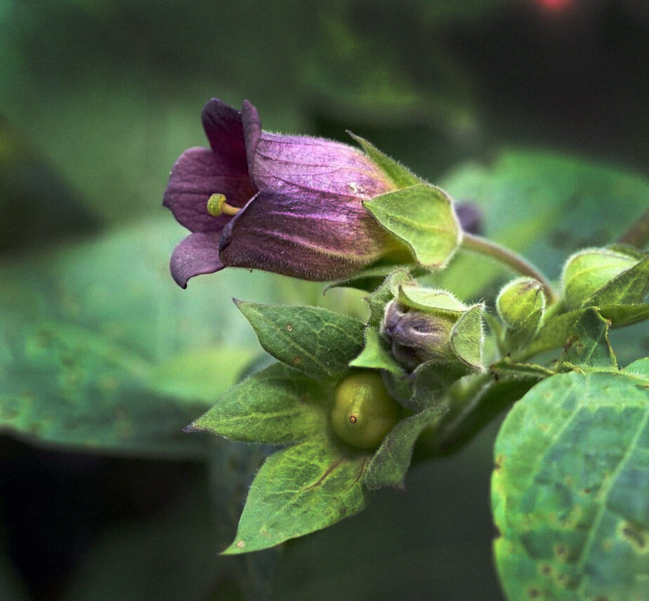 Atropa Belladonna Ботанический атлас