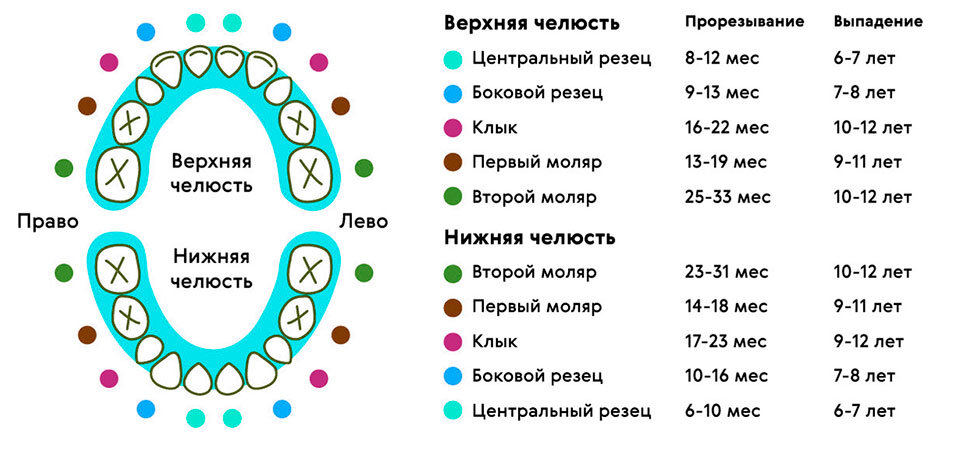 Как прорезаются зубы у детей. Схема.