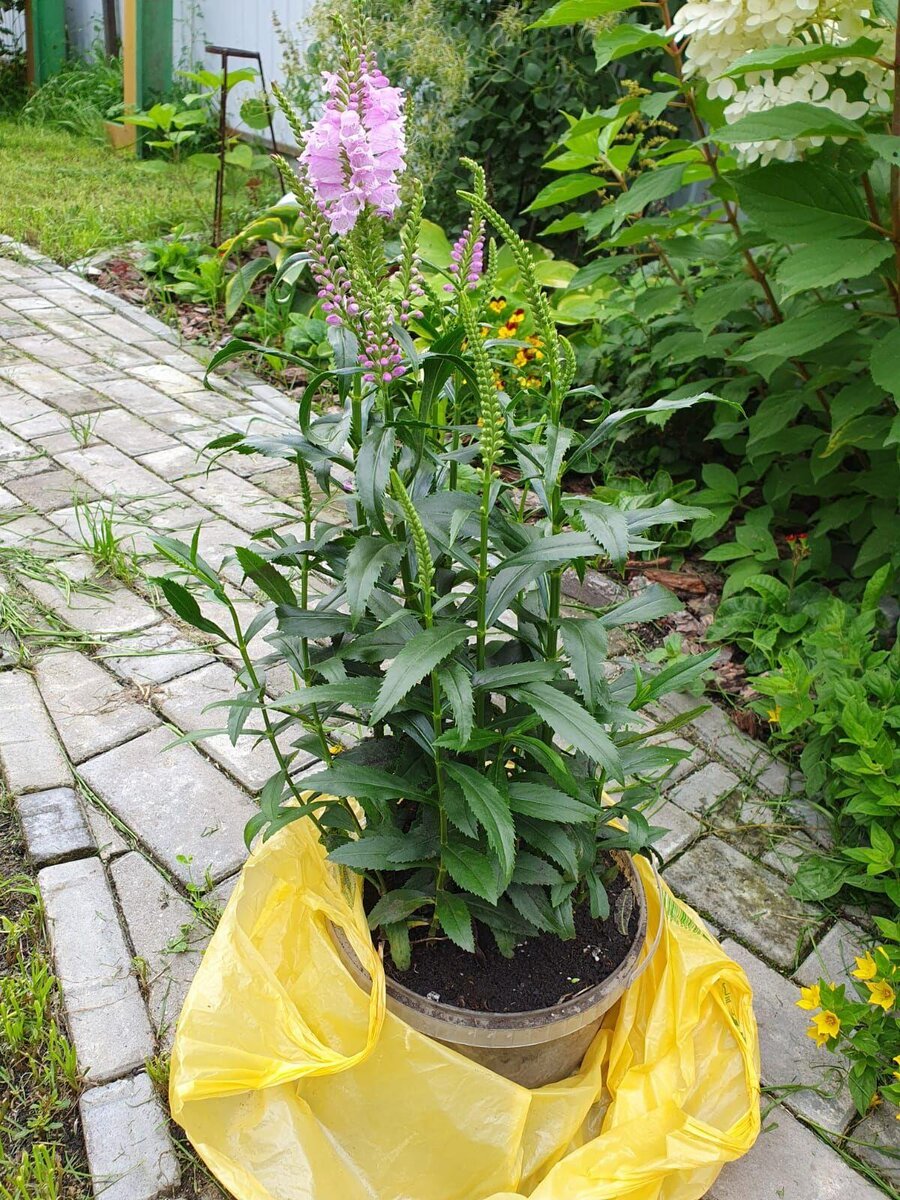 Вот сколько нераспустившихся цветоносов на этом кустике. Еще полюбуюсь цветением, только бы погода не подвела.