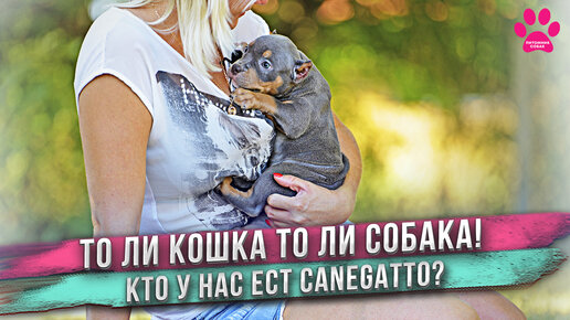 Это какая-то обезьянка, а не щенок! Кто из собак у нас на сухом корме Canegatto?