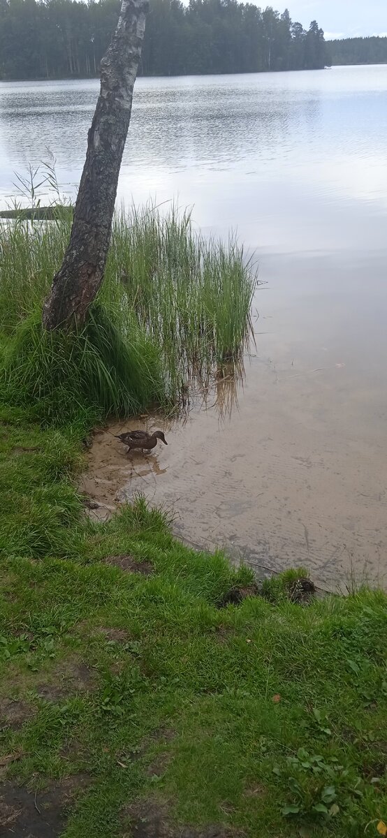 Щучье озеро