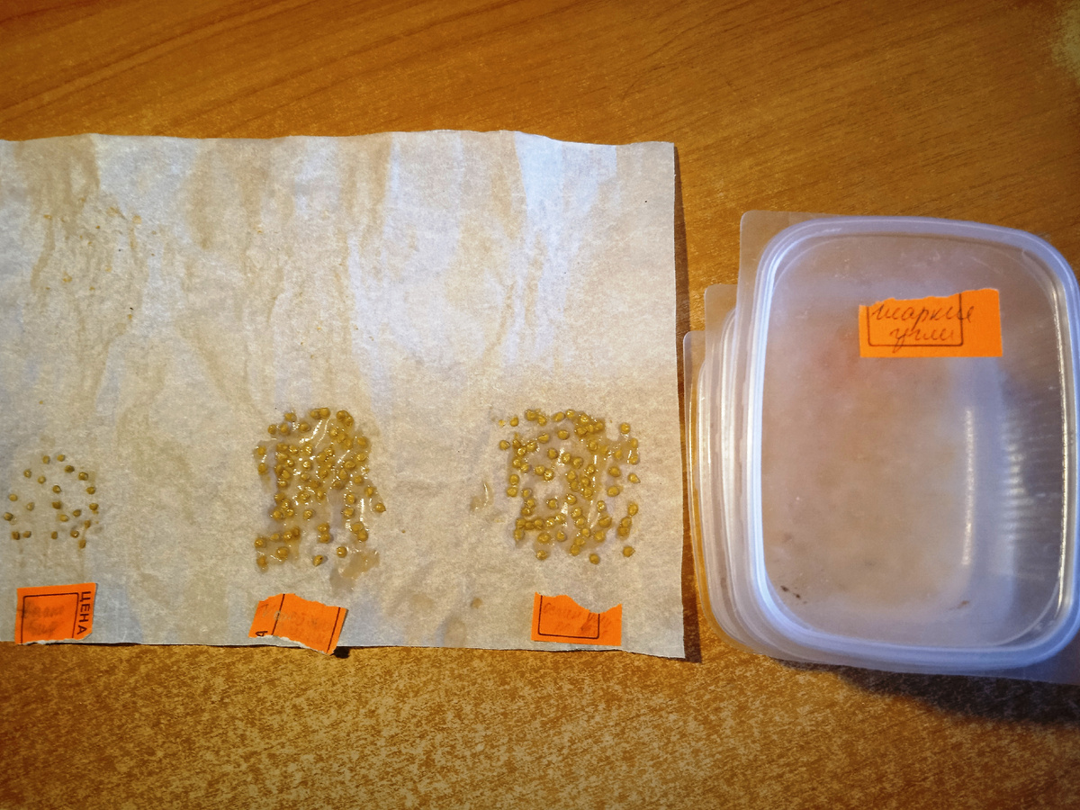 новые семена отправляются на просушку