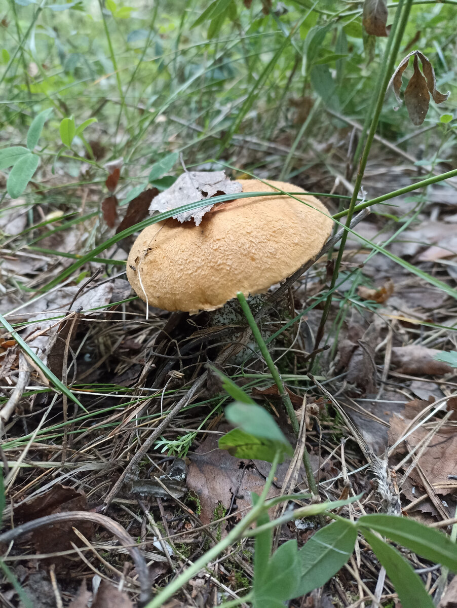 Красноголовик найденый мной