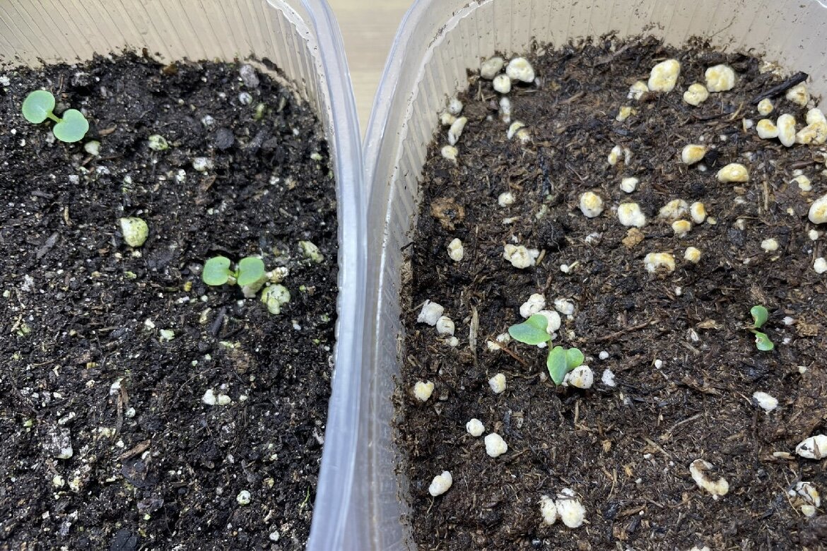 Из посеянных 13 семян взошли всего 4.