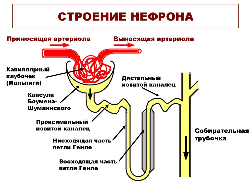 Строение нефрона.