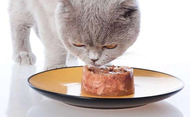 Кормить кошку можно как готовой едой, так и натуральными продуктами