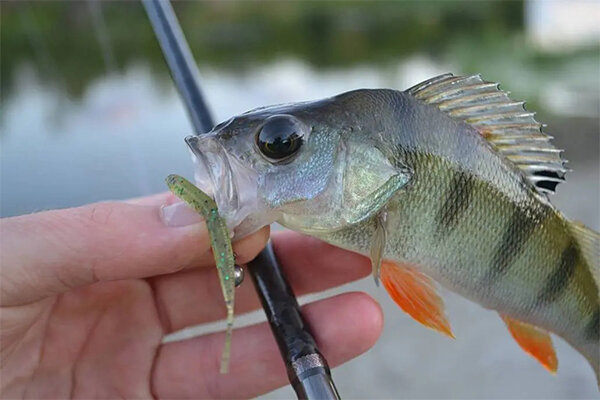 Ловля микроджигом на окуня