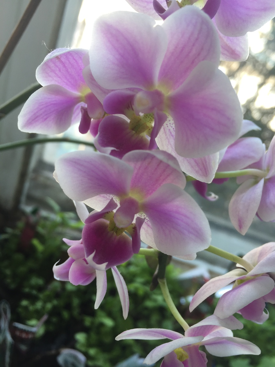 Моя орхидея 