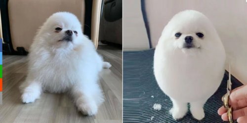 фотографии: @pompom_and_pixel / @groomer_andrea