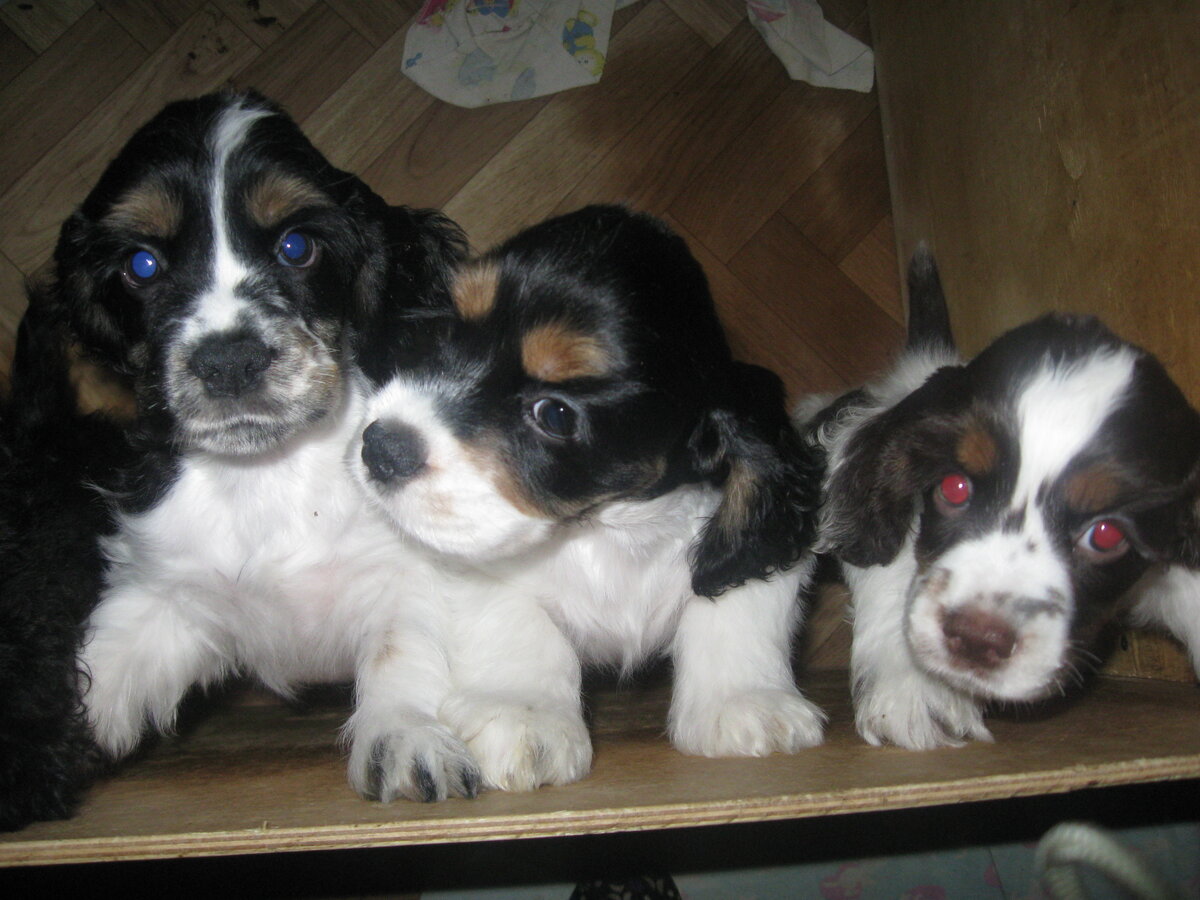 Щенки кокер спаниэля.