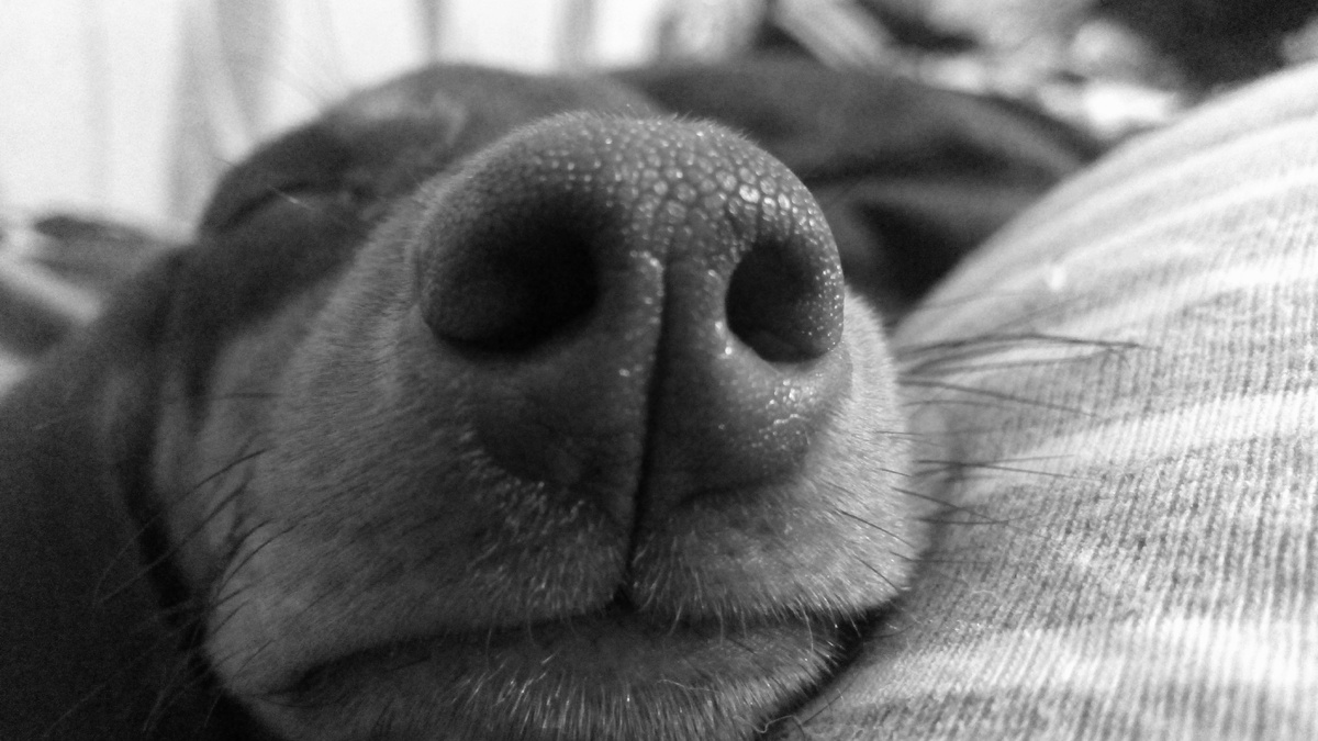 Мой вечно исследовательский нос