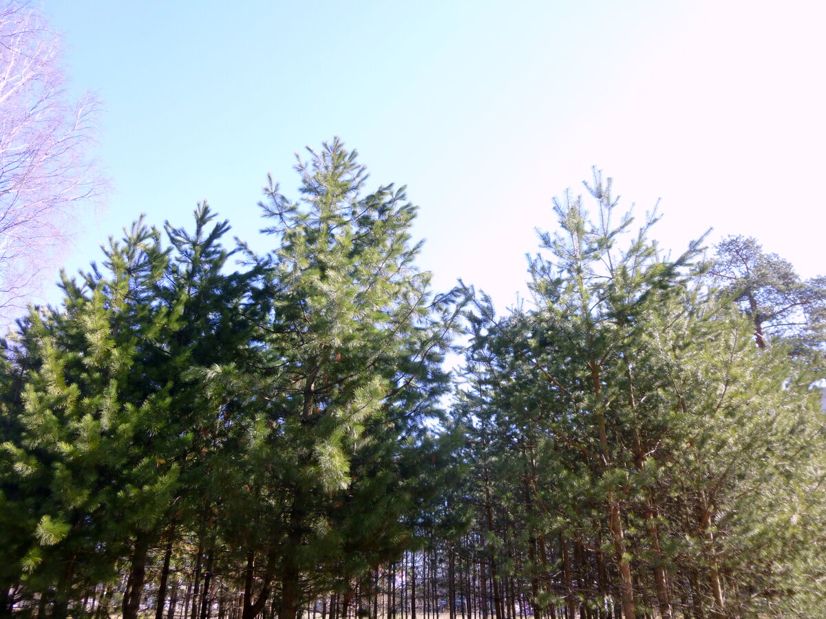 Парк «Сосновка»