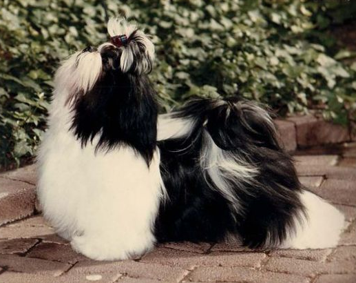   фото c сайта Pinterest