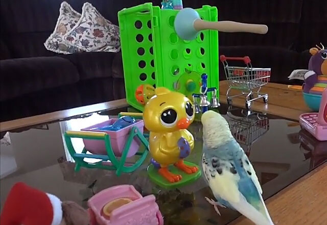 Игрушки для попугая