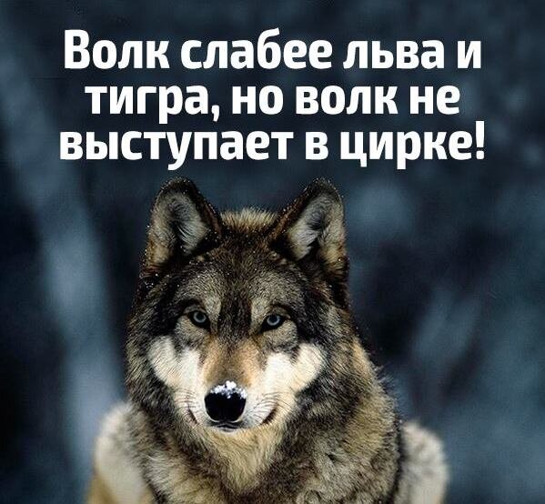 «Почему волки не выступают в цирке, как лев или тигр ?» — Яндекс Кью