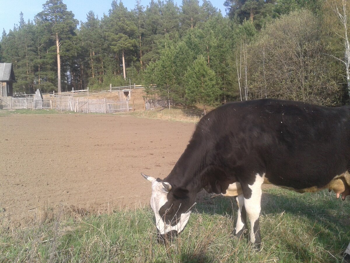 Дина просочилась в огород. Вместе с трактором. И, ведь , не боится. Трактор пашет , Динка ест.