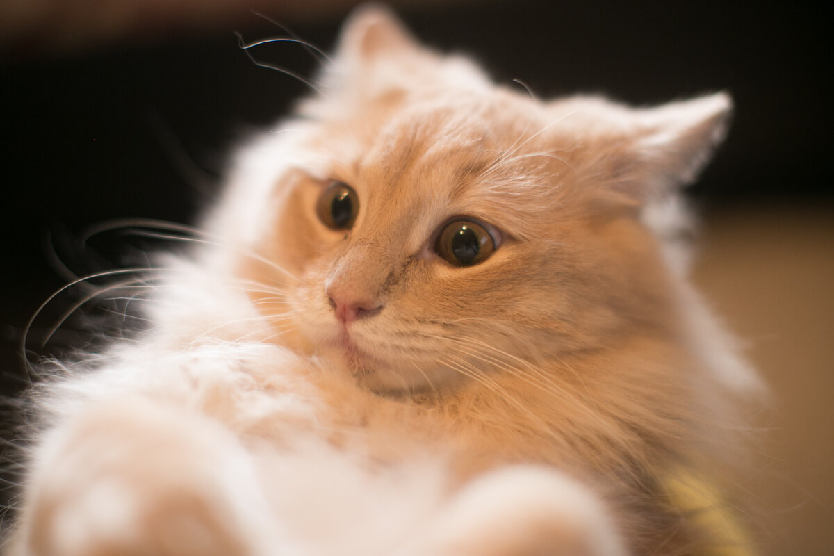 Ричард, готовый сорваться с места и помчаться