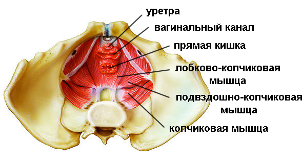Мышцы тазового дна фото у мужчин