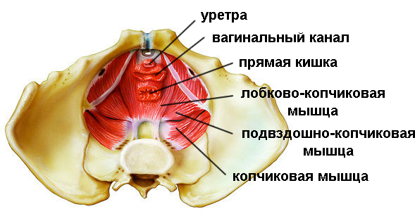 Луковично-губчатая мышца тазового дна. Лобково копчиковая мышца анатомия. Лобково-копчиковая мышца у мужчин анатомия. Копчиковая мышца анатомия тазового дна.