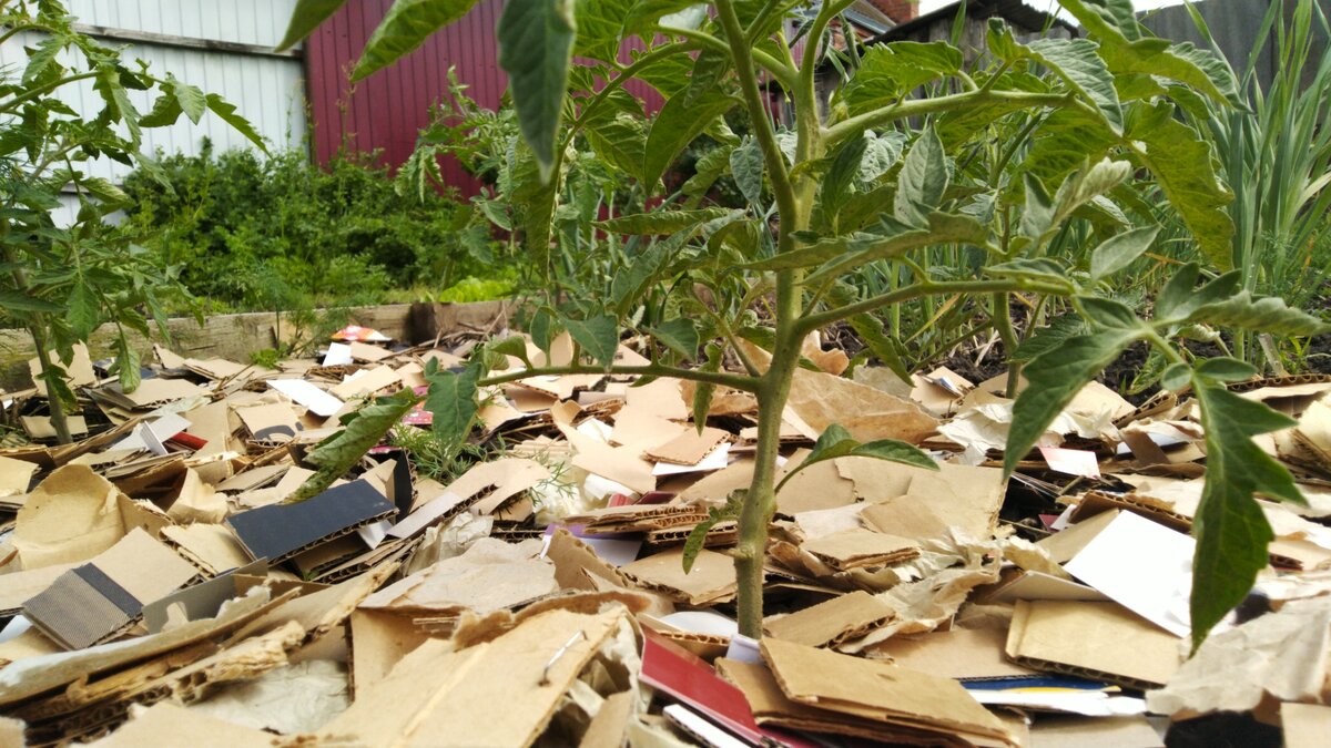 Вот такая получилась грядка