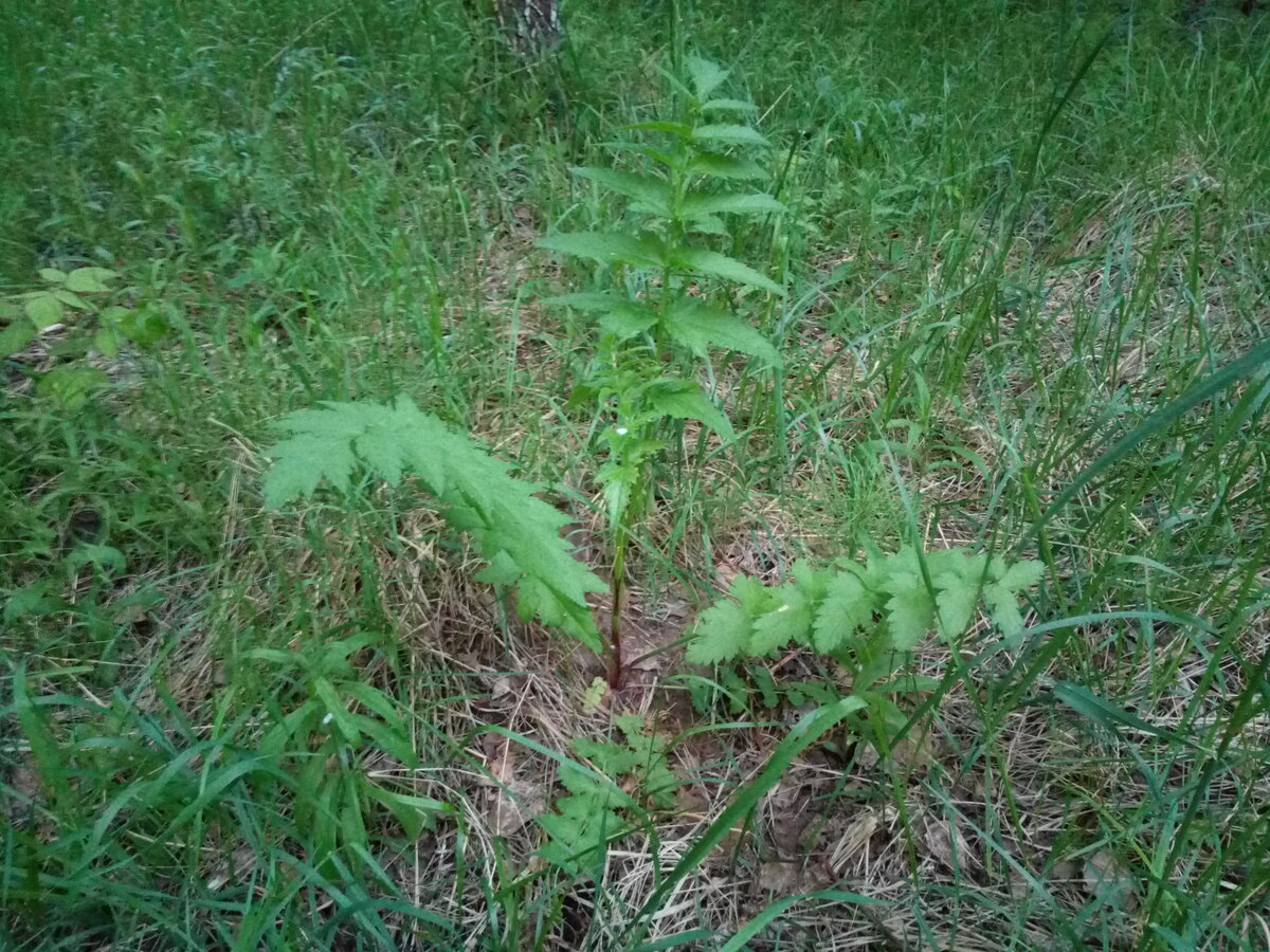 Пастернак обыкновенный (Pastinaca sativa L.)