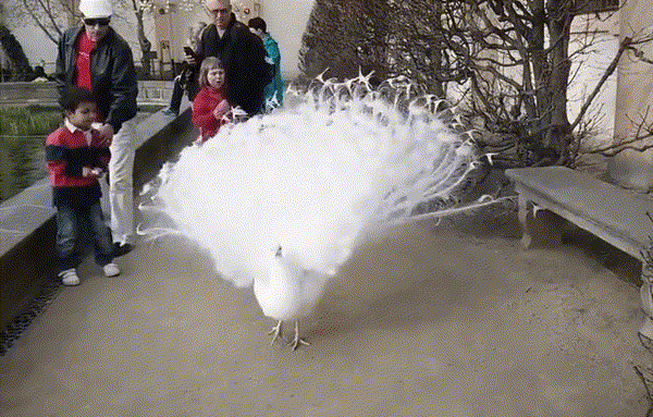 Бeлый naвлин