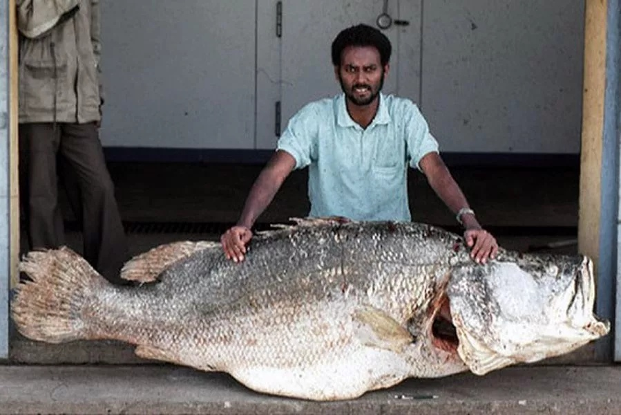 Рыба 200 кг. Рыба Нильский окунь. Нильский окунь самый большой. Nile Perch рыба.