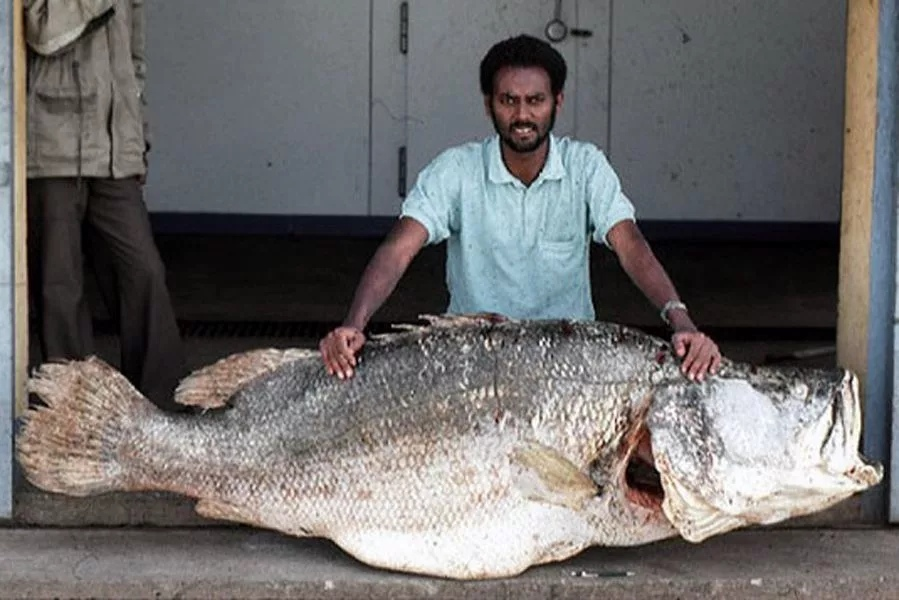 Животные 200 кг. Рыба Нильский окунь. Нильский окунь самый большой. Nile Perch рыба.