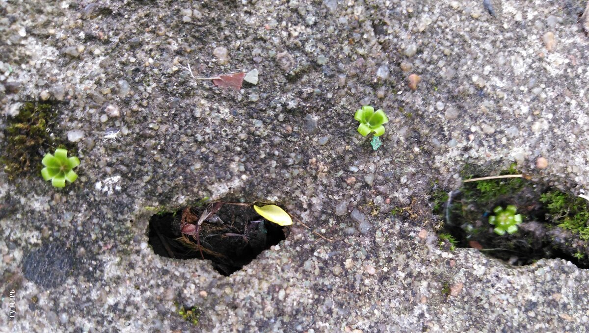 Фото Александра Сороки (Сорокина)