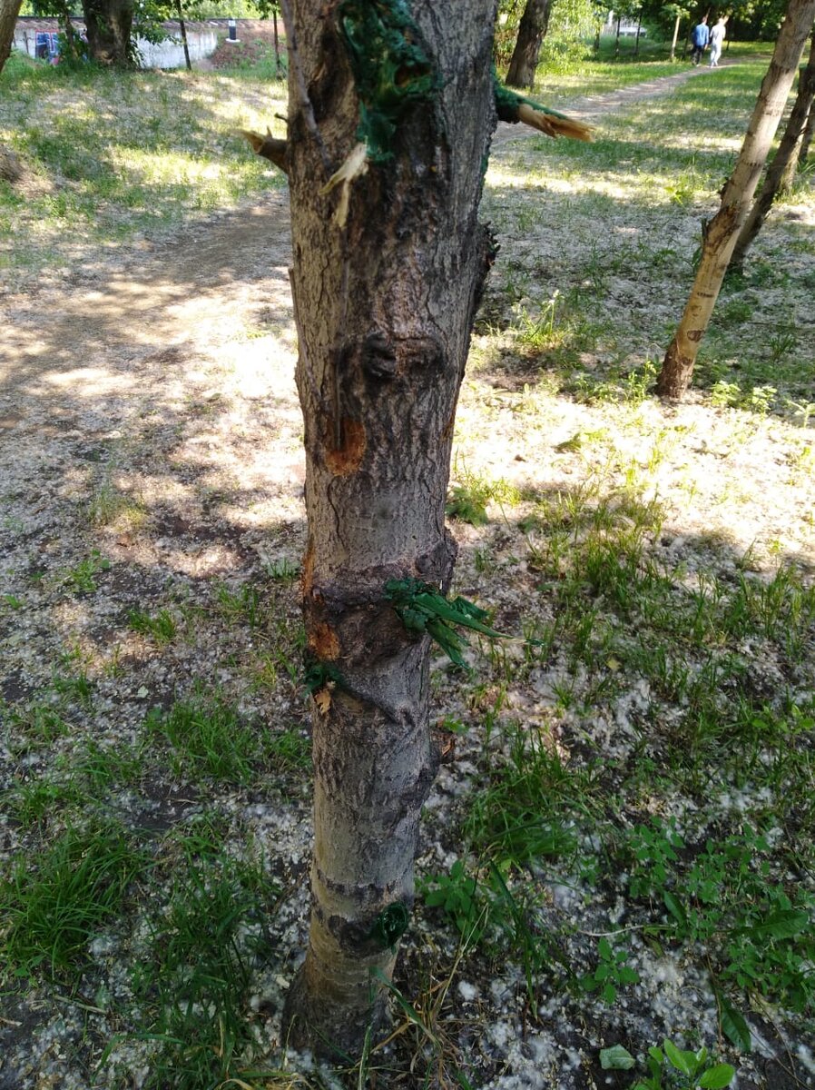 Обрублены ветки, испорчена кора ствола