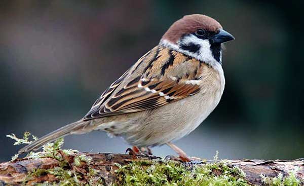 Источник фото: turalturan.blog