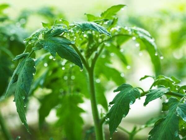            Первая подкормка томатов осуществляется через 2-3 недели после высадки в 
                                                                   открытый грунт 