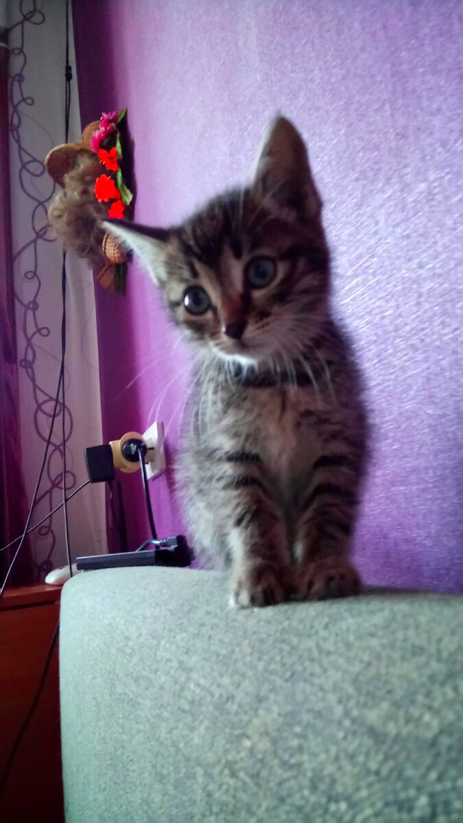 Пристрою в добрые руки очень ласковую, игривую девочку, которебенка. Маленький мурчащий моторчик. Буквально вырвала замученную из лап подростков. Спала два дня, отходила от потрясений, заживали ссадины. Видно, что была домашняя и кто то выбросил. Возьмите себе друга, ведь они так скрашивают жизнь. Приютить бездомыша, это всегда плюсик в карму и счастливые события в жизни. Телефон 89148-797-557