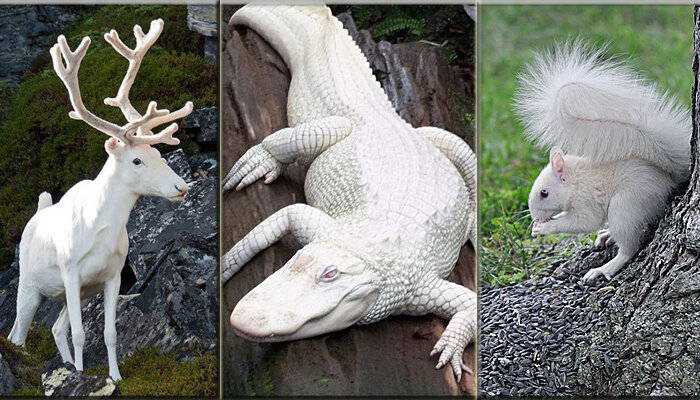 Гибель животных альбиносов в дикой природе. Хамелеон альбинос. Горный козел альбинос. Альбинизм у растений. Альбиносы животные.