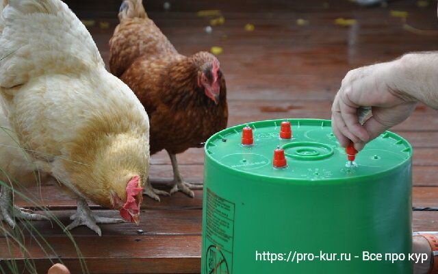 Поилки для кур и цыплят своими руками – фото, видео, схемы и чертежи | Курочка | Дзен