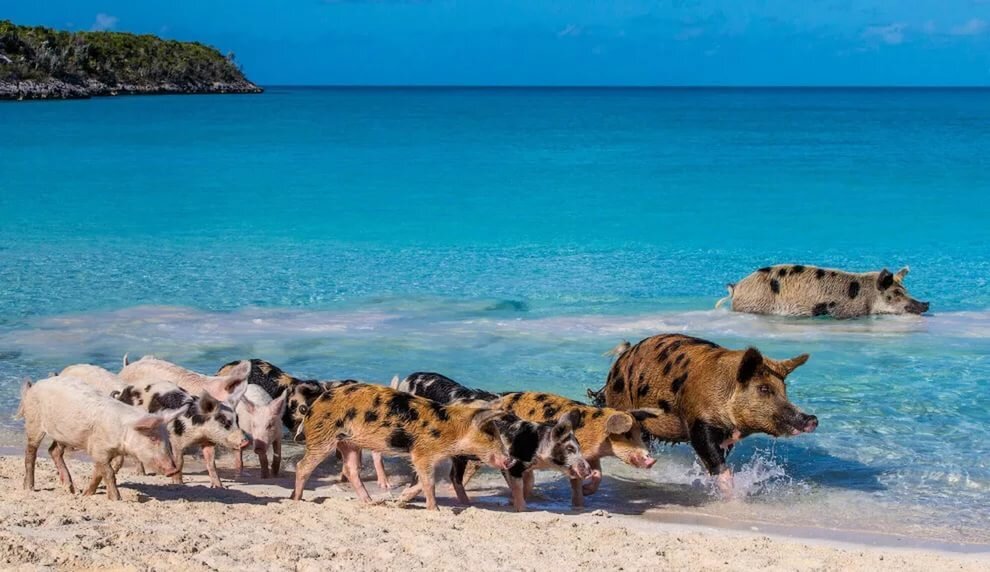 Семейство на пляже.