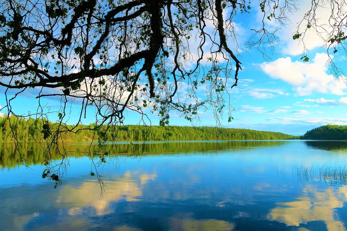 Лес, озеро, фото https://pixabay.com/ru/