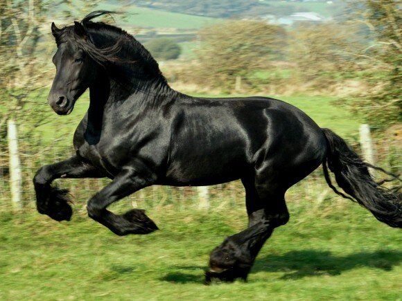   Домашняя лошадь – непарнокопытное животное, одомашненное человеком. Коней не просто используют в хозяйственных целях.-2