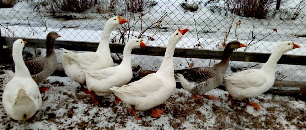 Линда - белые.