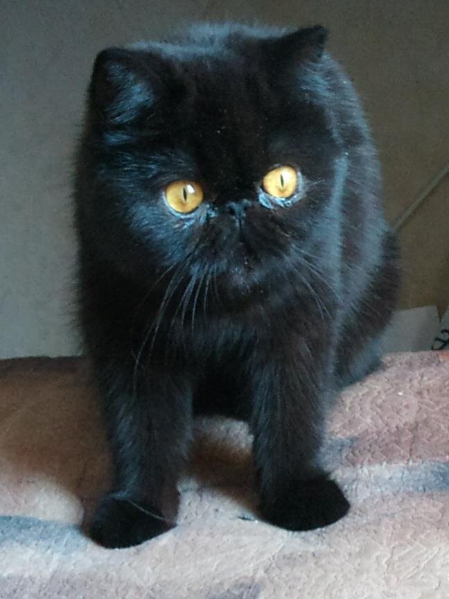 Сессилия (экзотическая короткошерстная)