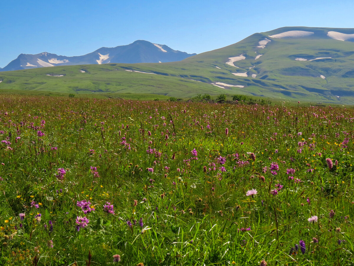 Оштен лагонаки. Плато Лаго-Наки Альпийские Луга. Лаго Наки Альпийские Луга. Гора Абадзеш плато Лагонаки. Кавказский заповедник плато Лагонаки.