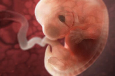 Фото эмбриона